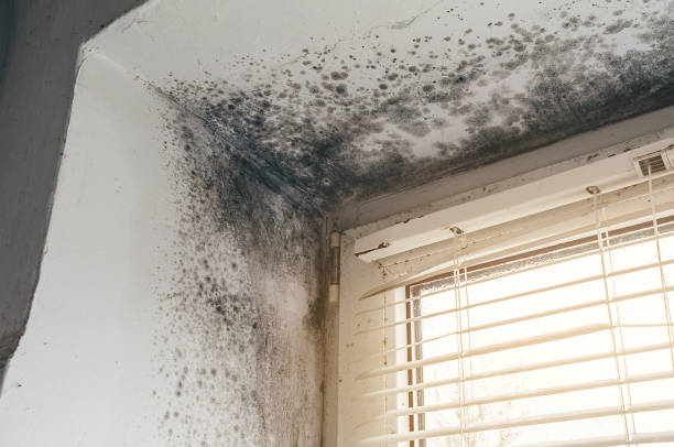 Affordable Black Mold Remediation solutions in Berlin, PA